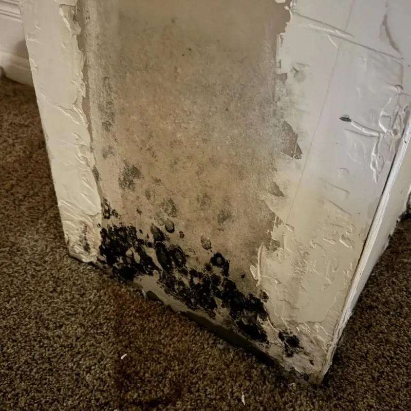 Professional Mold Removal in Lovell, WY